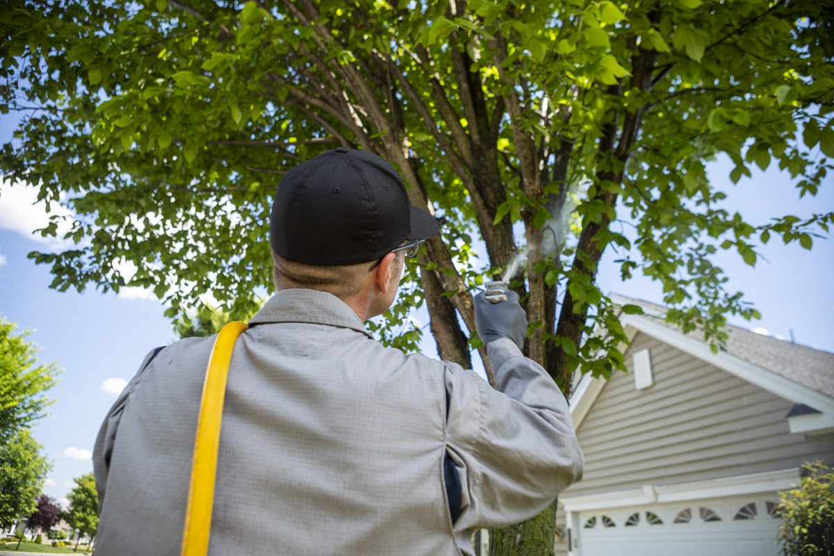 Tree Care Services Joshua Tree Experts